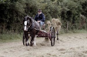 Making_Hay_the_Old-fashioned_way